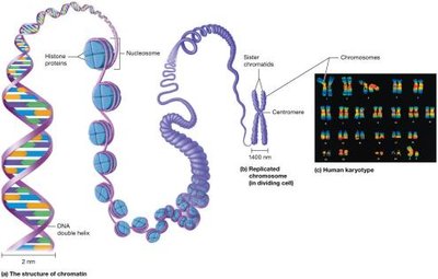 Chromatin and chromosomes