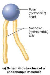 Phospholipid molecule structure