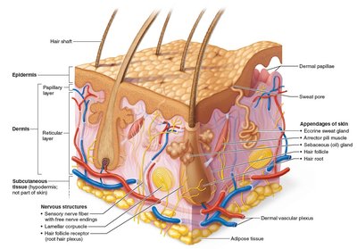 Diagram of skin layers and structures