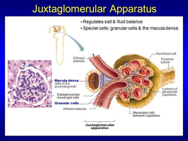 Juxtaglomerular apparatus structure and function