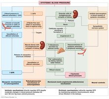 Systemic blood pressure and GFR regulation flowchart