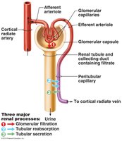 Diagram of nephron showing filtration, reabsorption, and secretion
