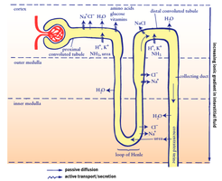 Diagram of nephron showing reabsorption and secretion sites