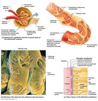 Glomerular filtration barrier structure