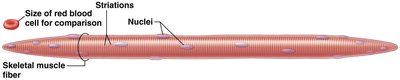 Size and shape of a skeletal muscle fiber