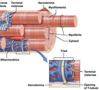 Structure of myofilaments