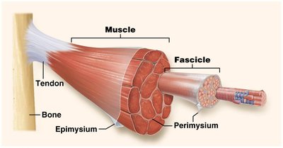 Levels of muscle structure