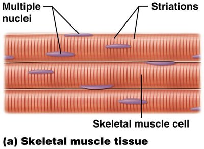 Skeletal muscle tissue