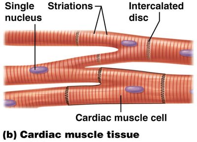 Cardiac muscle tissue