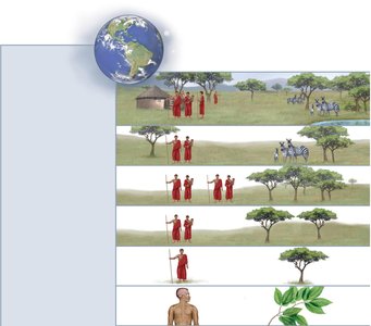 Diagram showing levels of organization in a biosphere