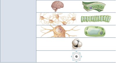 Diagram of levels of organization with examples