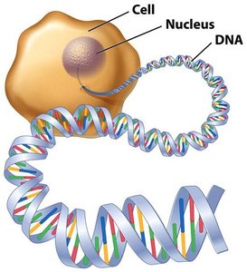 DNA structure and genetic information
