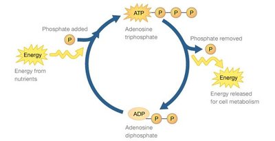 ATP cycle: energy transfer in cells