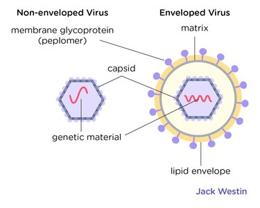 Diagram of non-enveloped and enveloped viruses