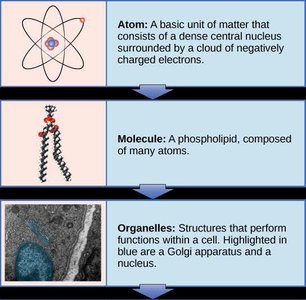 Diagram of atom, molecule, and organelle