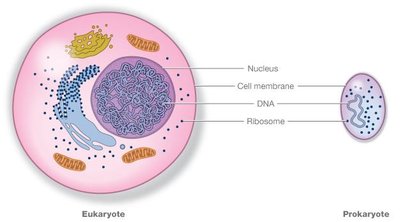 Comparison of eukaryotic and prokaryotic cells