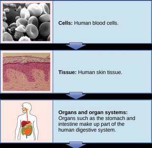 Diagram of cells, tissues, and organs
