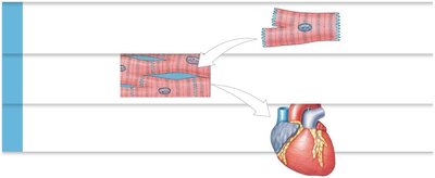 Illustration of muscle tissue and heart