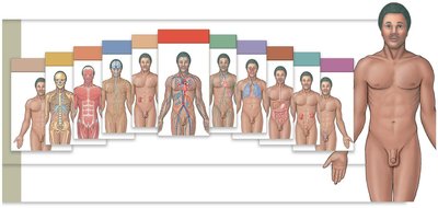 Diagram of human organ systems