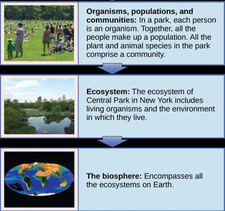 Diagram of organisms, populations, communities, ecosystems, and biosphere