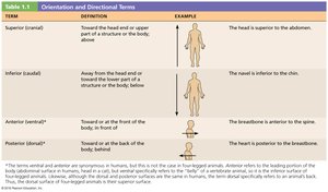 Anterior/ventral and posterior/dorsal directions
