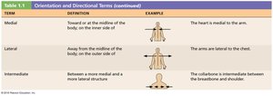 Medial direction