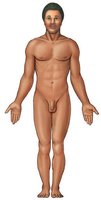 Modern illustration of anatomical position