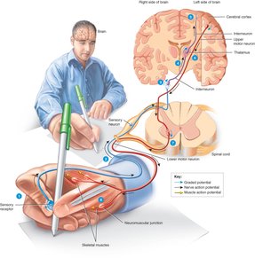Pathway of nervous system controlling hand movement