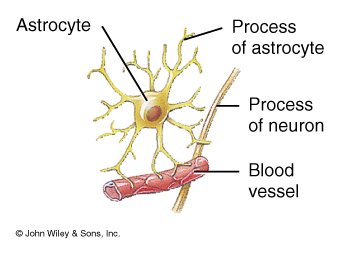 Astrocyte structure