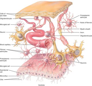 Neuroglia in CNS