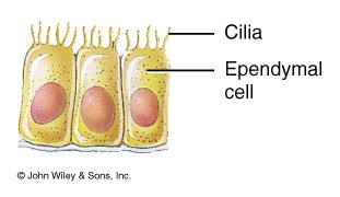 Ependymal cells with cilia