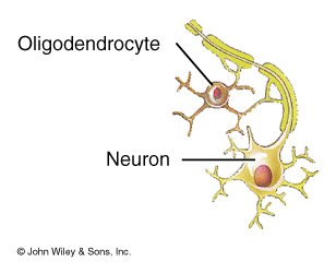 Oligodendrocyte and neuron