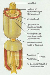 Myelinated axon structure