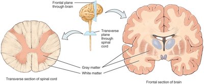 Gray and white matter in brain and spinal cord