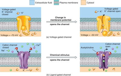 Gated ion channels