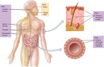 Diagram of CNS and PNS structures