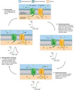 Phases of the action potential