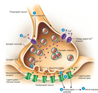 Chemical synapse structure and function