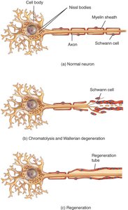 Neuron regeneration in the PNS