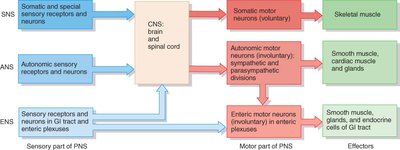 Functional organization of the nervous system