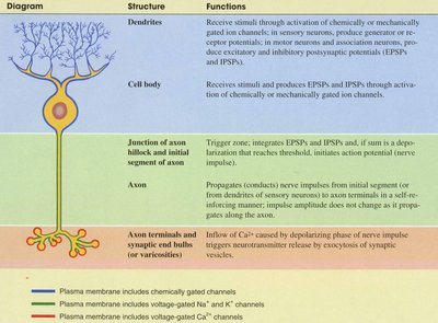Diagram of neuron structure and function