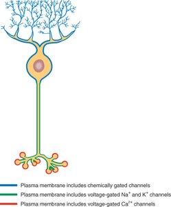 Neuron with labeled ion channel regions