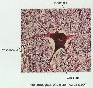 Photomicrograph of a motor neuron