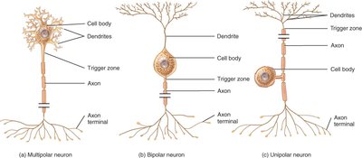 Multipolar, bipolar, and unipolar neurons