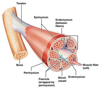 Muscle fiber and connective tissue organization