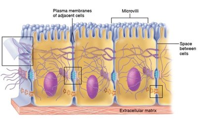 Types of cell junctions in epithelial tissue