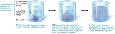 Diffusion of dye in water