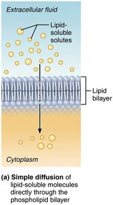 Simple diffusion of lipid-soluble molecules
