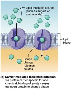 Carrier-mediated facilitated diffusion