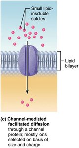Osmosis through a membrane
